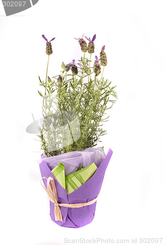 Image of lavender