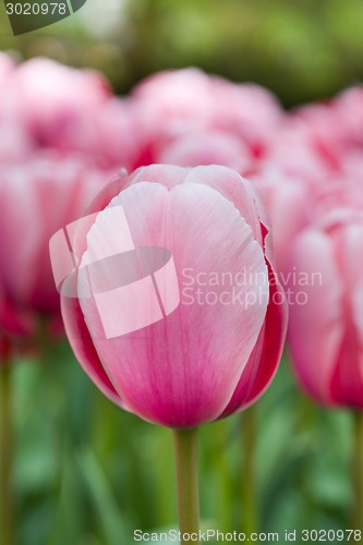 Image of Pink tulip macro shot