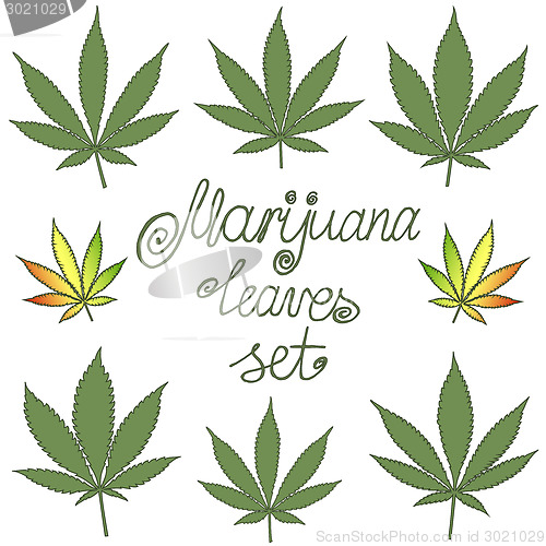 Image of Set of natural marijuana leaves