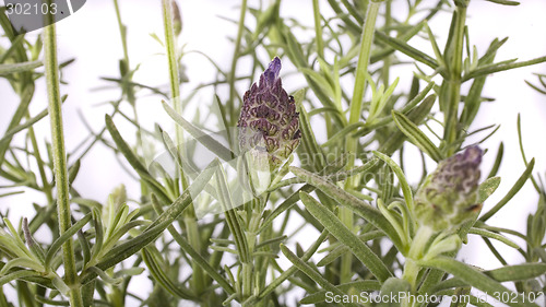 Image of lavender