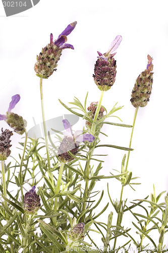 Image of lavender