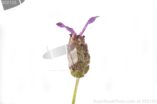 Image of lavender