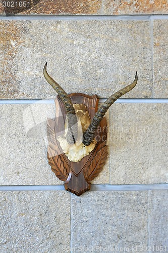 Image of Trophy horns