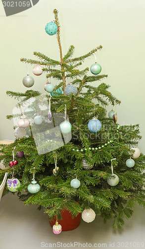 Image of Small Christmas tree
