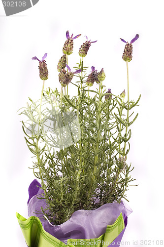 Image of lavender