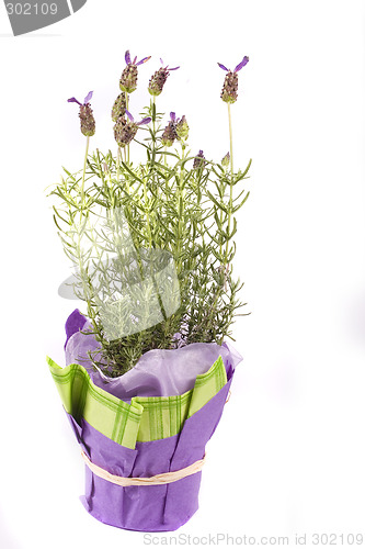 Image of lavender