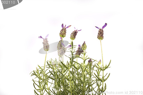 Image of lavender