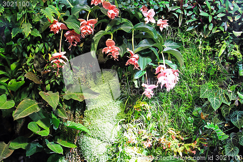 Image of Orchid garden