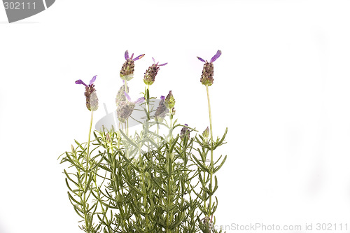 Image of lavender