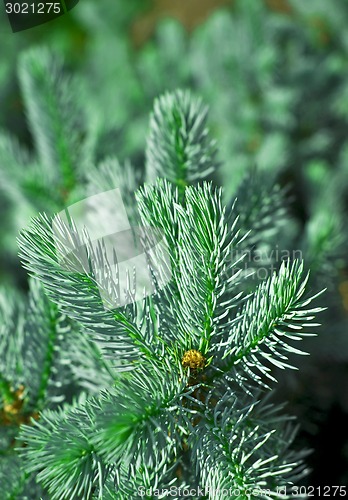 Image of Fir tree branch