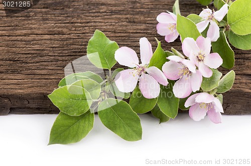 Image of apple flowers branch 