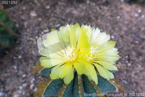 Image of Notocactus Mammulosus Flowers.