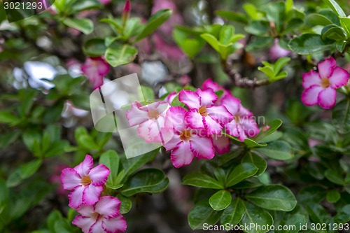 Image of Flowering Adenium.