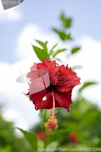 Image of Hibiscus.