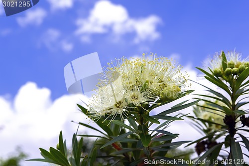 Image of White Xanthostemon and Sky.