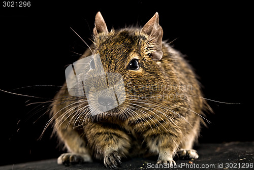 Image of fat degu hamster