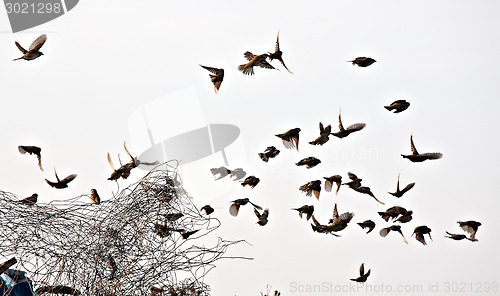 Image of bird flock