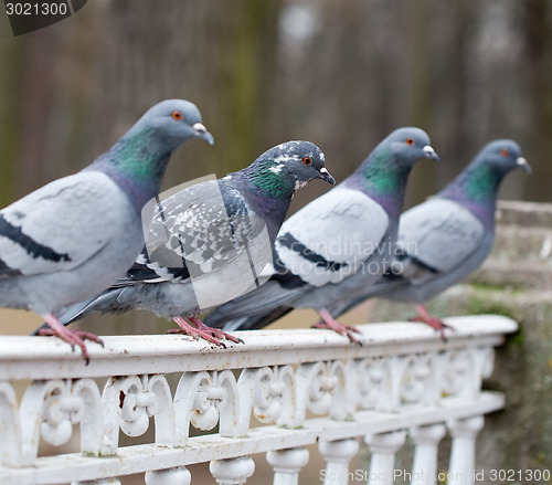 Image of grey pigeon bird closeup