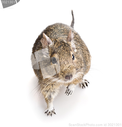 Image of degu rodent