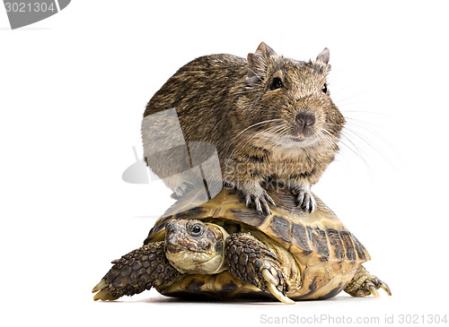 Image of degu hamster riding turtle