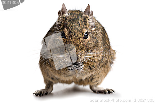 Image of degu hamster pet