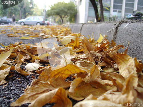 Image of foliage lifeless