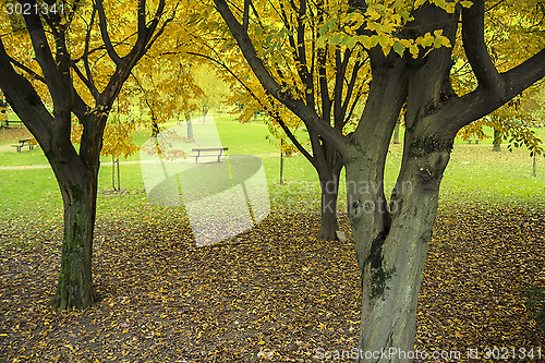 Image of Autumn in the park