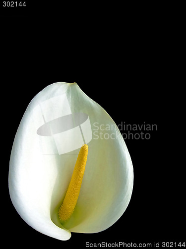 Image of Calla lily