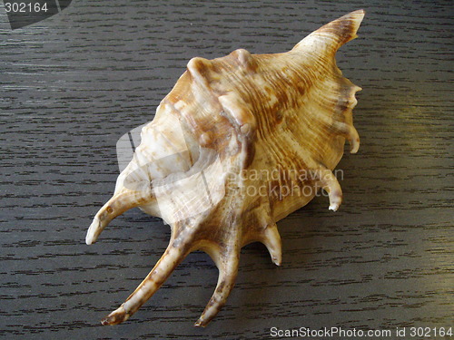 Image of shell of the sea