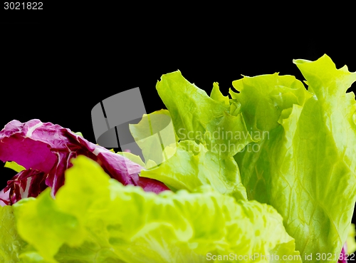 Image of fresh green salad