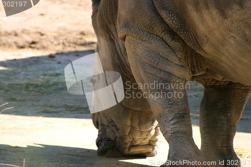 Image of Hippopotamus Eating