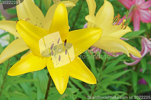 Image of Flower yellow lilies.