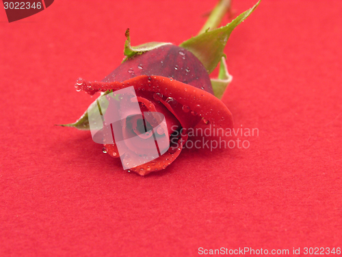 Image of One red rose with water drops on red felt
