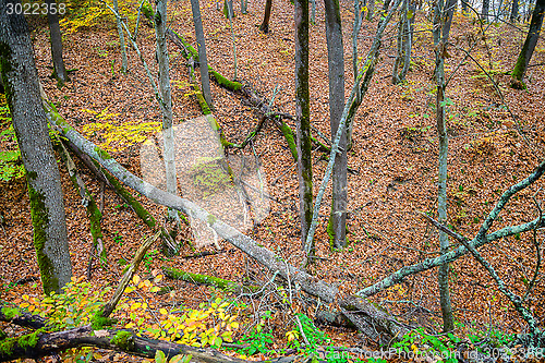 Image of Fallen trees