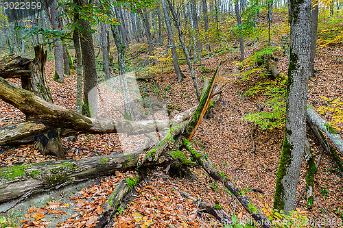 Image of Fallen trees