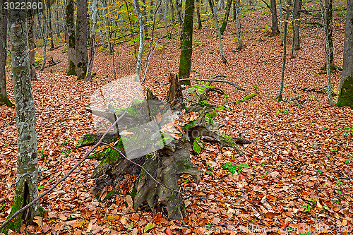 Image of Fallen trees