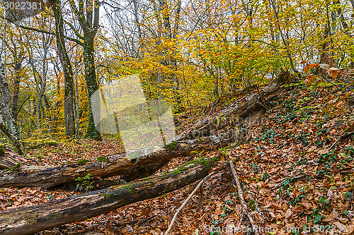 Image of Fallen trees