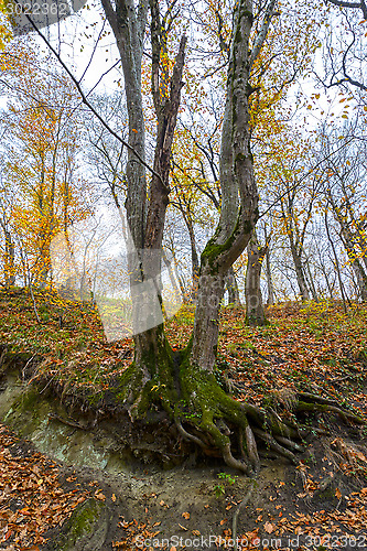 Image of Forest in the mountains