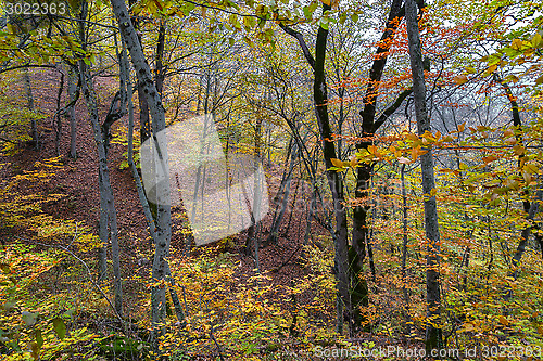 Image of Forest in the mountains