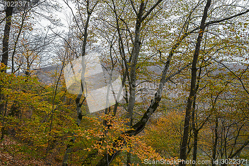 Image of Forest in the mountains