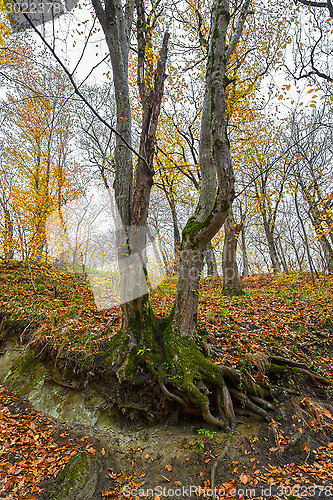 Image of Forest in the mountains