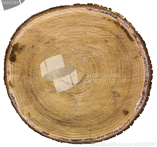 Image of Cross section of tree trunk
