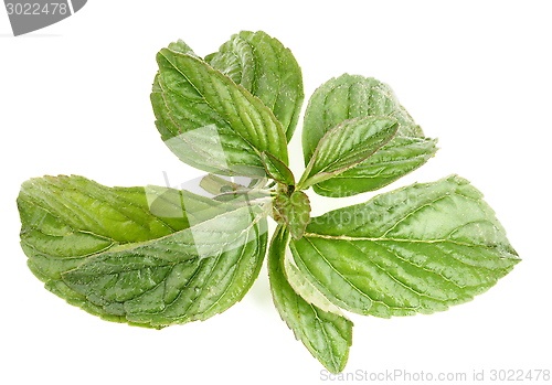 Image of Mint Leafs