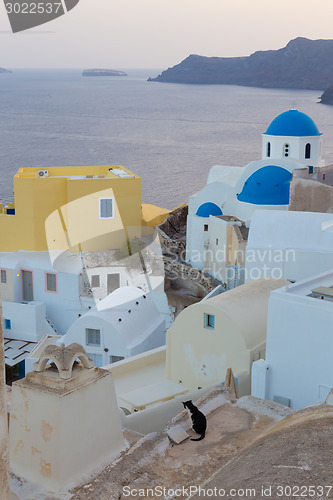 Image of Domestic cat in Oia village, Santorini, Greece.