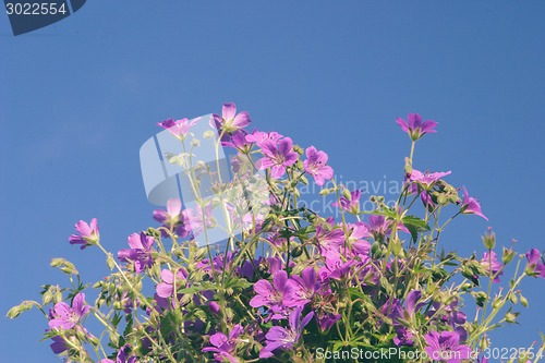 Image of Flowers against blue sky