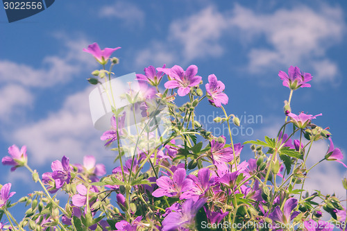 Image of Flowers against blue sky