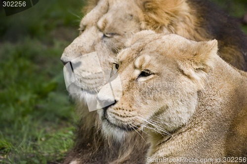 Image of Lioness