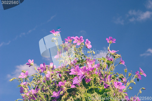 Image of Flowers against blue sky