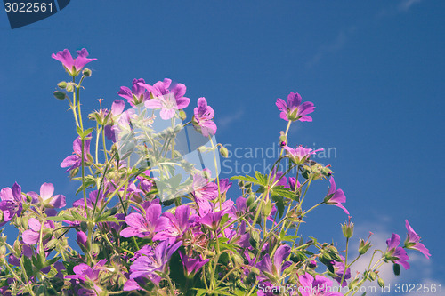 Image of Flowers against blue sky