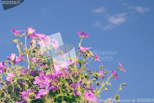 Image of Flowers against blue sky